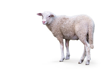 Young male sheep isolated on white background. Side view.