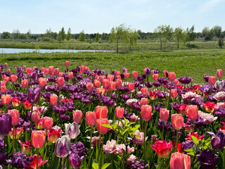 Tulips flowers pink purple blossom in meadow