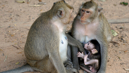 wild living monkeys with baby  at angor wat temple