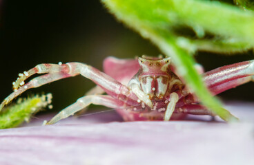 Pink flower spider close-up, macro, details, insects of Ukraine, nature, beauty, cute