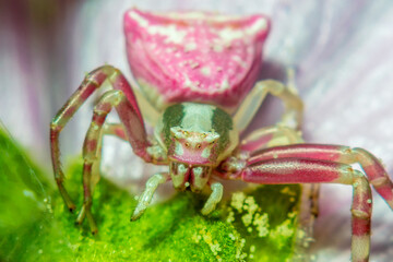 Pink flower spider close-up, macro, details, insects of Ukraine, nature, beauty, cute