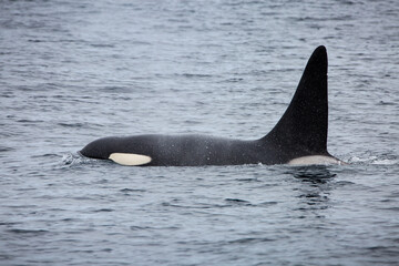 Fototapeta premium Killer whale orca surfacing in the arctic waters