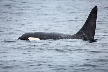 Fototapeta premium Killer whale orca surfacing in the arctic waters