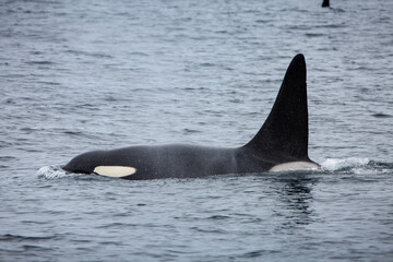 Fototapeta premium Killer whale orca surfacing in the arctic waters