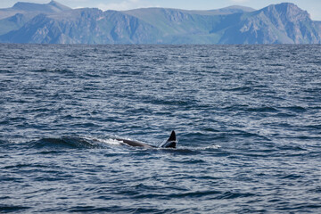 Fototapeta premium Killer whale orca surfacing in the arctic waters