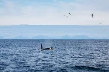 Naklejka premium Killer whale orca surfacing in the arctic waters