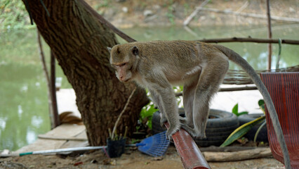 wild living monkeys in kampot in cambodia