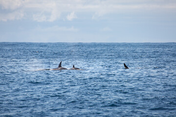 Killer whale orca surfacing in the arctic waters