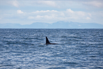 Fototapeta premium Killer whale orca surfacing in the arctic waters