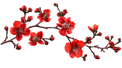 Branches of red flowers isolated on cutouts