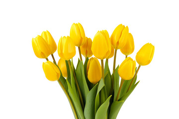 Fototapeta premium Yellow Tulips on Transparent Background