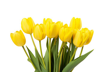 Yellow Tulips on Transparent Background