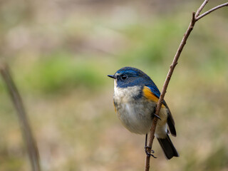森の中で枝に留まっているルリビタキの雄