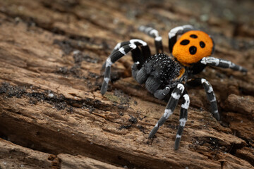 Ladybird spider (Eresus sandaliatus), male, Belgium