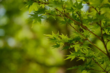 Obraz premium Printemps de Paris, France