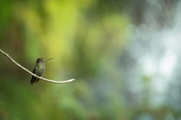 Green-fronted lancebill (Doryfera ludovicae), Costa Rica