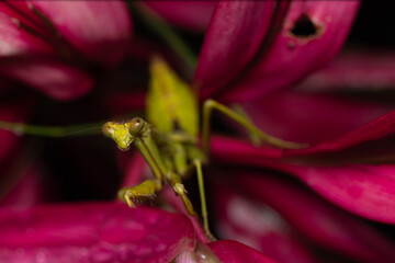 Praying mantis (mantis religiosa), costa rica