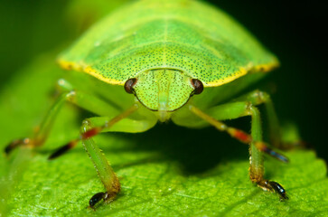 Stink bug close-up, macro, details, insects of Ukraine, nature, beauty, cute