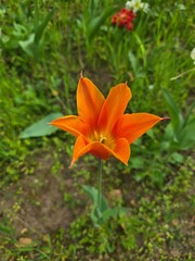 Obraz premium Flowwer