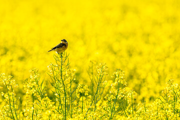 A whinchat in a yellow Canola field	