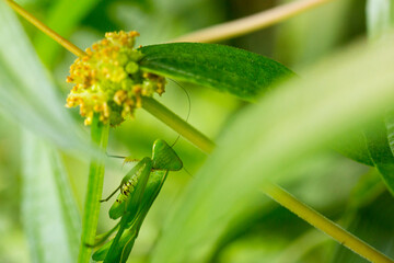 Praying mantis