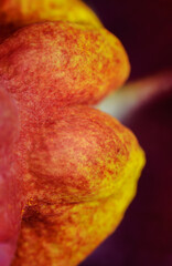 Flowers close-up, abstraction, macro, details, nature of Ukraine, beauty, cute, forest, garden, summer
