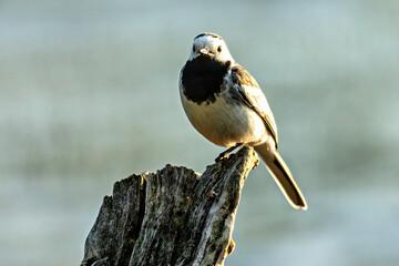 A white Wagtail in the wild