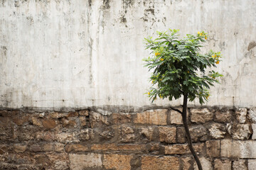 old wall and living tree