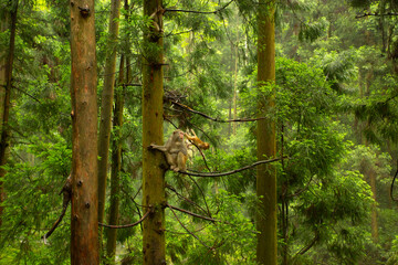 Monkeys in evergreen pine tees, China
