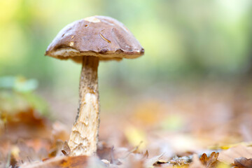 mushroom, Autumn forest