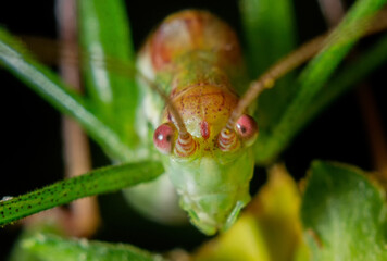 Grasshopper close-up, macro, details, nature of Ukraine, insects, beauty, cute, forest, garden, summer