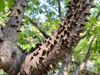 Ceiba speciosa has thorny stems.