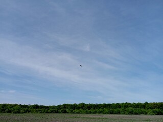 A hawk flies high in the blue sky, intently looking for prey on the ground. A bird of prey above a green forest in a field.