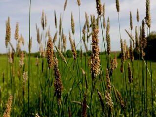 Natural background with tall thin grass stems in the foreground. Natural backgrounds and textures.