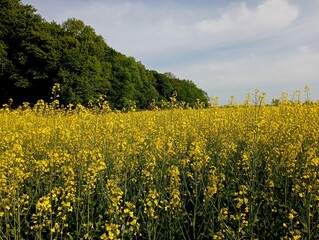 Topics of agriculture and agro-industrial complex.
Cultivation of industrial rapeseed crops on large areas. Blooming yellow rapeseed field under blue clear sky next to forest.