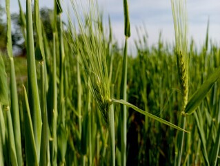 Green ears of wheat on the field. Background of green wheat ears in a clean field under a blue sky.