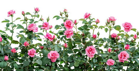Beautiful pink roses with lush green leaves, cut out