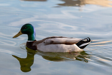 Mallard Duck Swimming on Tranquil Pond