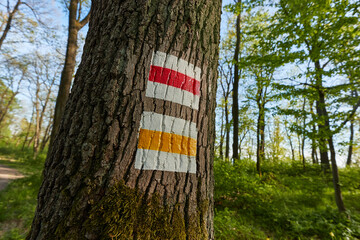 Hiking trail signs in a forest