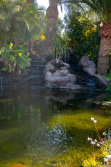 Botanical garden with different tropical succulent plants green cactuses and water basin in sunny day