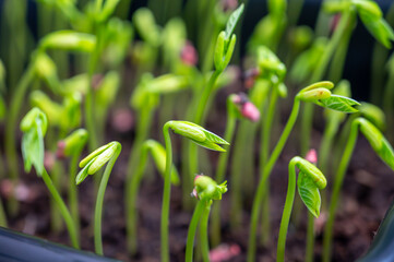 Young sprouts of new legumes and vegetables varieties in seed bank, seedlings for spring sowing in fields