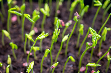 Young sprouts of new legumes and vegetables varieties in seed bank, seedlings for spring sowing in fields