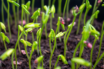 Young sprouts of new legumes and vegetables varieties in seed bank, seedlings for spring sowing in fields