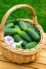 Fresh green small cucumbers in wicker basket on red background