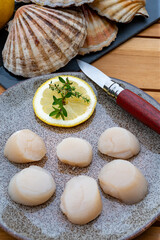 Atlantic bay scallops coquille St. James sea shells, catch of the day in Normandy or Brittany, France is shells and cleaned