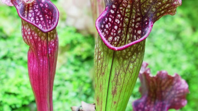 Carnivorous plants in a botanical garden or greenhouse. Exhibition of exotic plants.