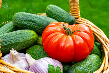 Fresh green small cucumbers, garlic, tomato, dill in wicker basket on red background