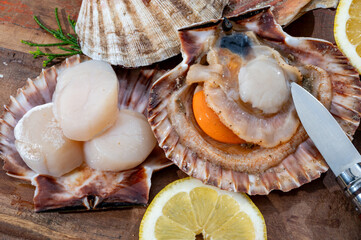 Atlantic bay scallops coquille St. James sea shells, catch of the day in Normandy or Brittany, France is shells and cleaned