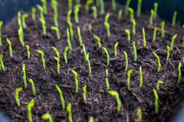 Young sprouts of new legumes and vegetables varieties in seed bank, seedlings for spring sowing in fields