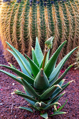 Botanical garden with different tropical succulent plants green cactuses close up